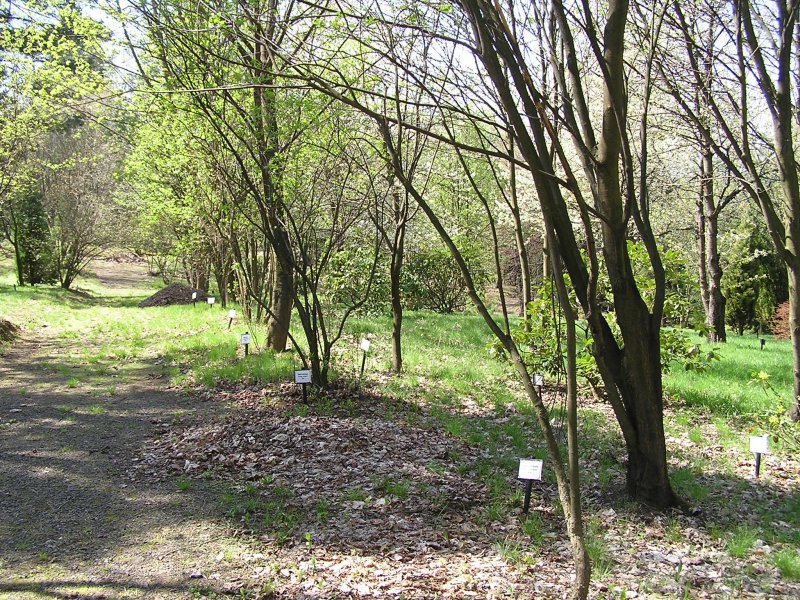Arboretum Střední lesnické školy
